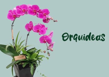 orquideas,Florería en Veracruz y Boca del Río: ¡Envío a domicilio! Encuentra las mejores flores y arreglos florales para cualquier ocasión. ¡Visítanos hoy mismo!