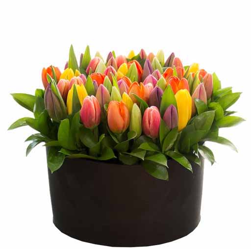 50 tulipanes en caja